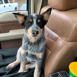 Meet your Posher, Tayler